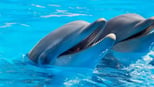 5-fun-facts-for-kids-that-will-surprise-and-delight-them