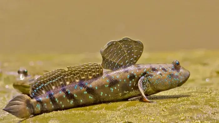 Mudskipper Walking On Land