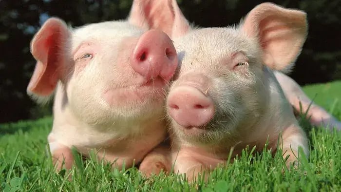 Pigs Playing With Each Other