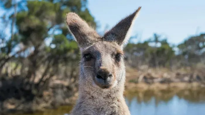 Kangaroo In A Forest