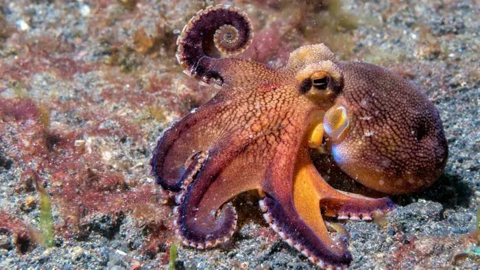 Octopus in the ocean