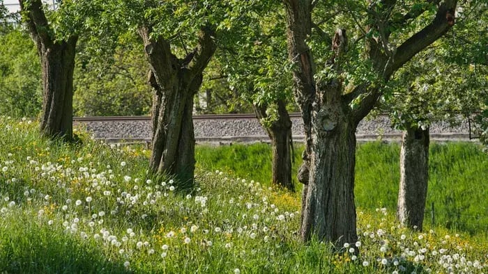 Trees In A Forest