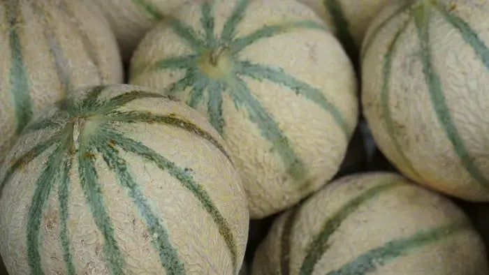 three muskmelons beside each other
