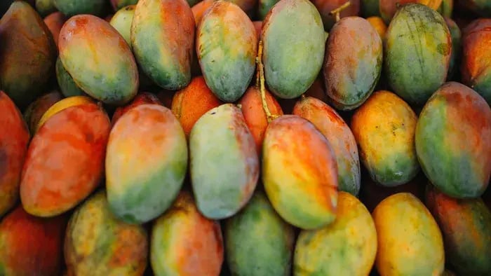 unripe half green-half orange mangoes