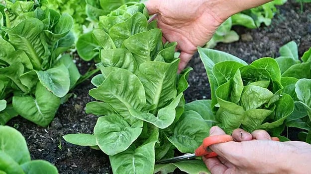 Benefits Of Folate For Your Child's Diet - Benefits Of Folate For Kids