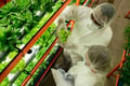 Best Practices for Teaching Kids About Food Safety