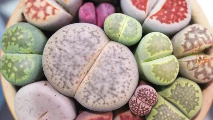 colorful stone succulents in plants