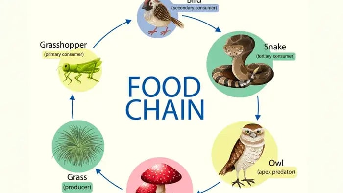 Explaining the Simple Food Chain for Kids: Fun and Easy Examples to Understand Nature’s Cycle - Conclusion