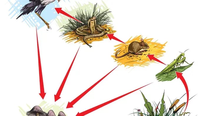 Forest Food Chain