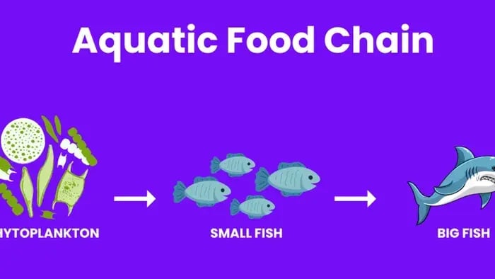 Ocean Food Chain