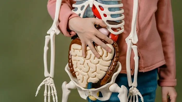 Exploring the Human Body Through Fitness: Learning About Anatomy and Physiology - What Is Anatomy