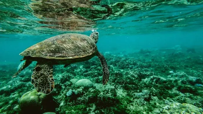 Fascinating Science Facts Every Student Should Know - Under water image of ocean