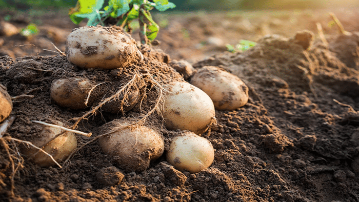 potatoes-were-the-first-tuber-to-be-planted-in-space