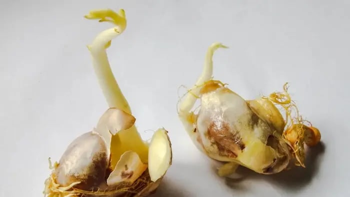 Kids Science Experiments At Home