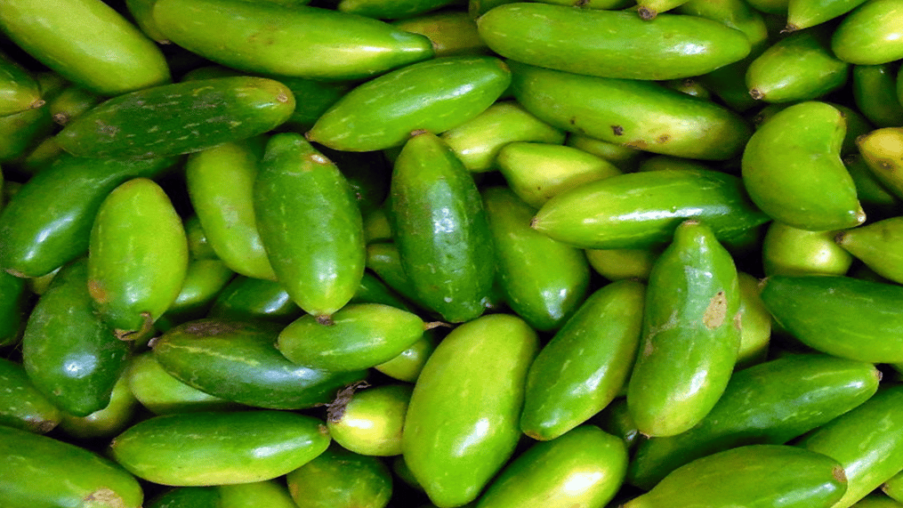 ivy-gourd