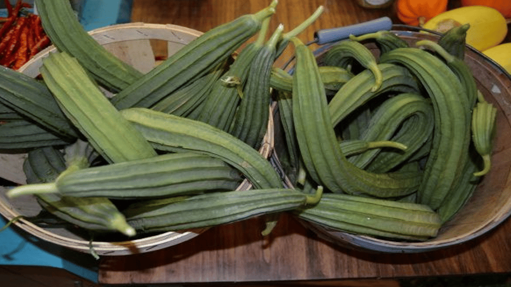 ridge-gourd