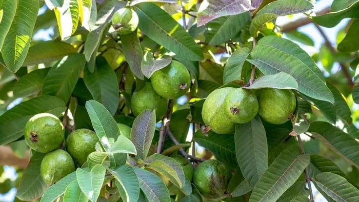 High-Fiber Foods to Promote Digestive Health in Kids - Guava