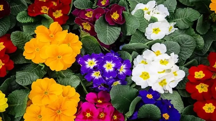 maintain-color-and-variety-throughout-the-year
