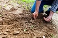 How to Start a Family Garden with Your Children