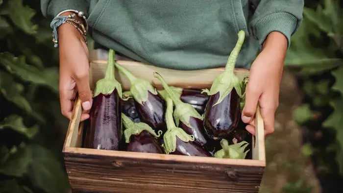 brinjal in a box held by a person