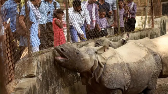 Indian Children And Family At Zoo