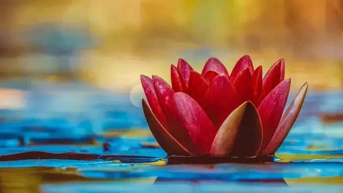 lotus in a pond