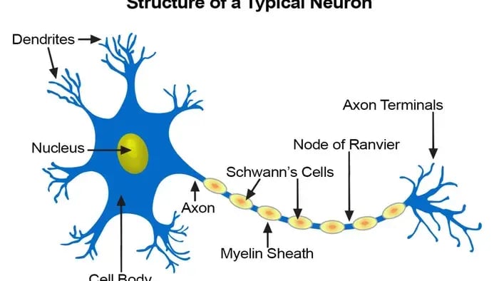 Simple Ways to Teach Kids About the Nervous System - Diagram of every part of a neuron