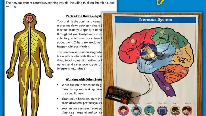 Simple Ways to Teach Kids About the Nervous System - Project on nervous system with diagrams