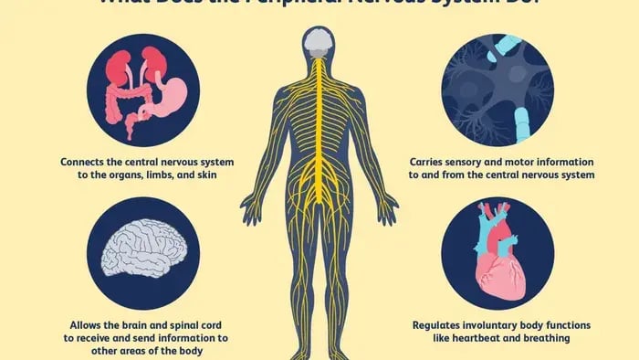 Simple Ways to Teach Kids About the Nervous System - Nervous system diagram with function of each part