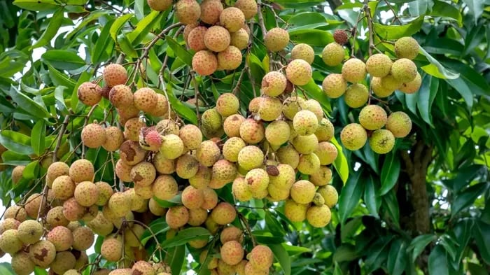 Benefits Of Litchi