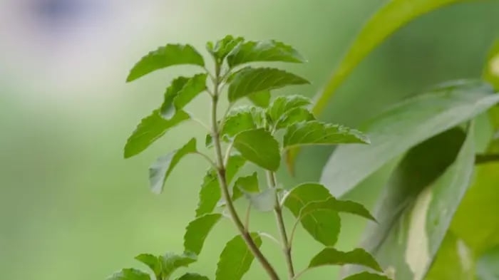 Foods To Eat In Winter Season