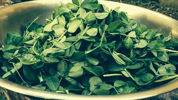 Fenugreek leaves