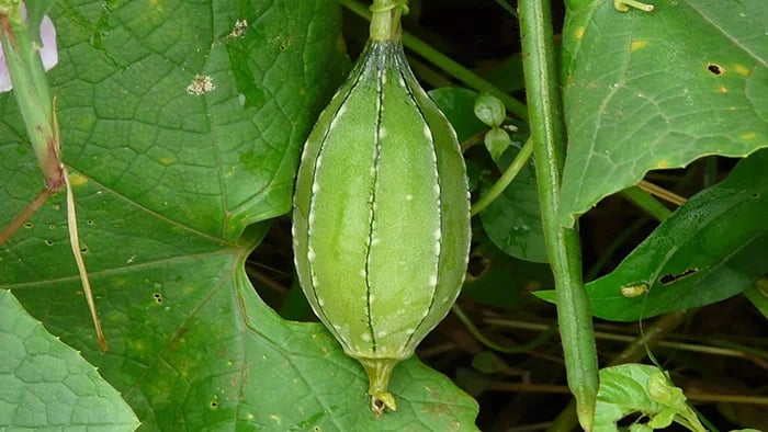 Ridge gourd (Turai)