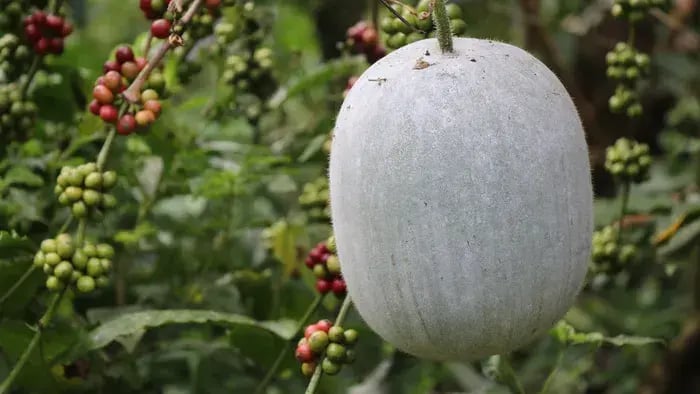 Top 9 Summer Vegetables To Add To Every Child's Diet - Conclusion
