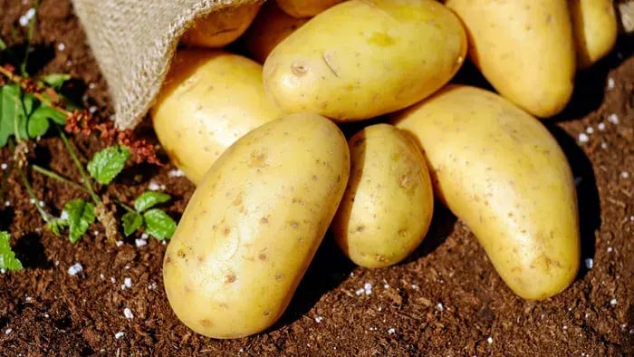 raw potatoes on soil