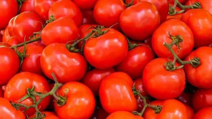 bright red tomatoes