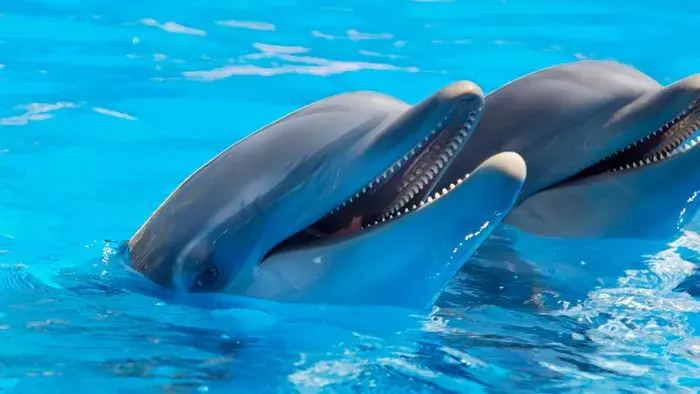 5 Fun Facts for Kids That Will Surprise and Delight Them